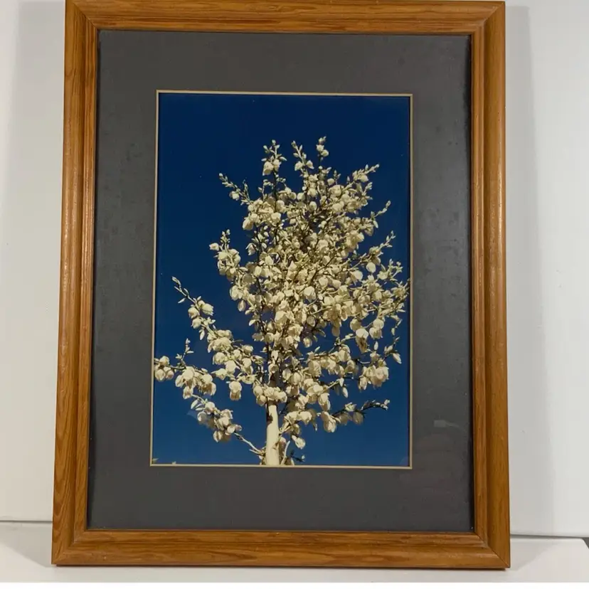 Vintage Original Art Photography Of John Boyd “Yuca Blossoms ”