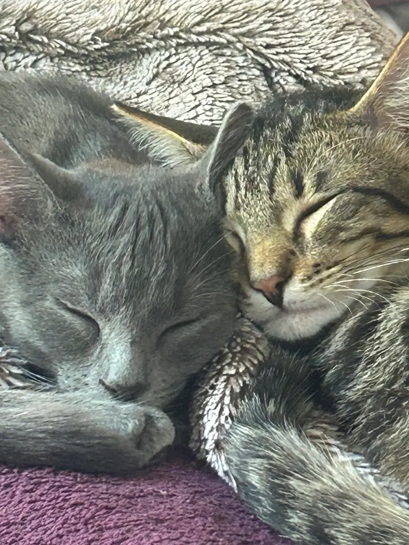 Livestream thumbnail