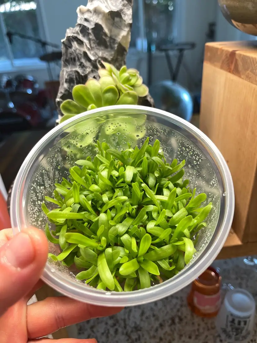 Pinguicula Martinezii x Moctezumae - Tissue Culture Flask, Small (5.5oz)