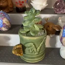 Turtle Succulent