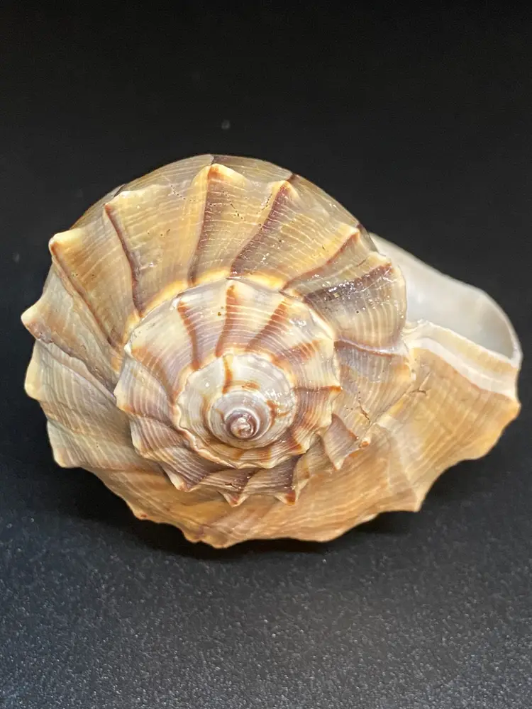 Whelk Seashell, 4" Long