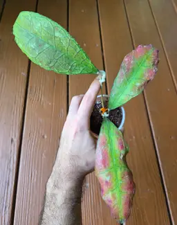 Hoya IML1398/ DMC5655