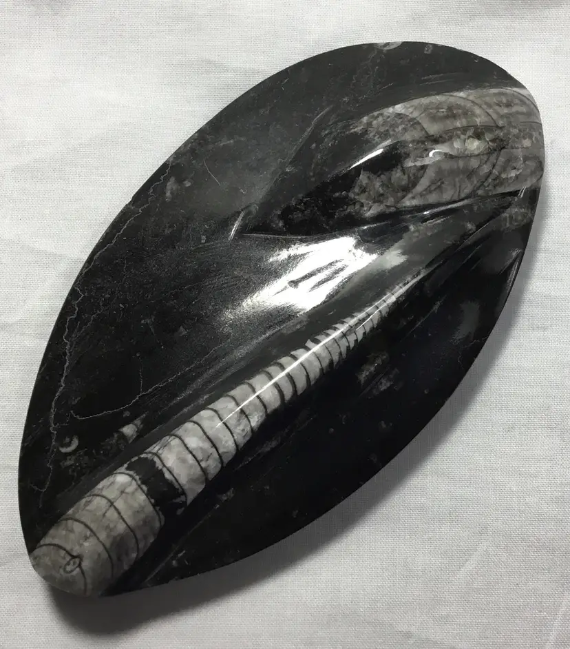 Fossil, medium orthoceras, one side polished, oval shape 6" x 3.25"
