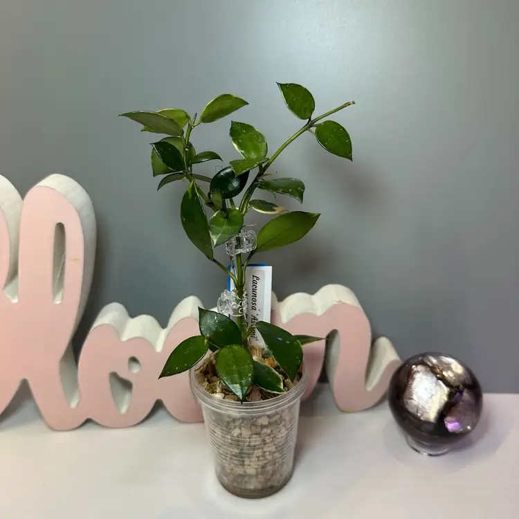 B33 Lacunosa ‘Asami’