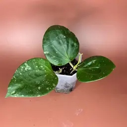 #3673 Hoya Glabra splash (2 plants)