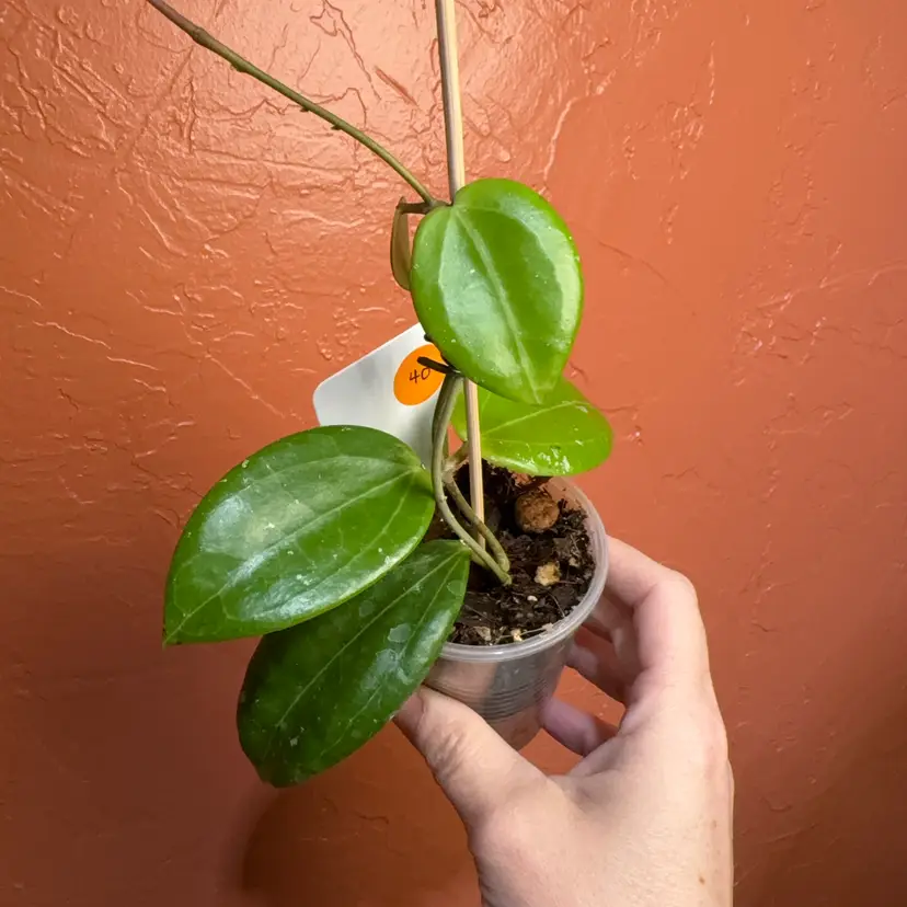 40 Hoya aldrichii x unk