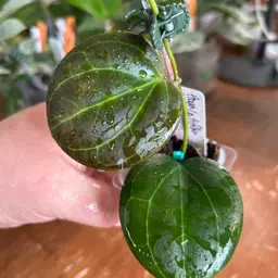 Hoya latifolia sp. indo NOID)