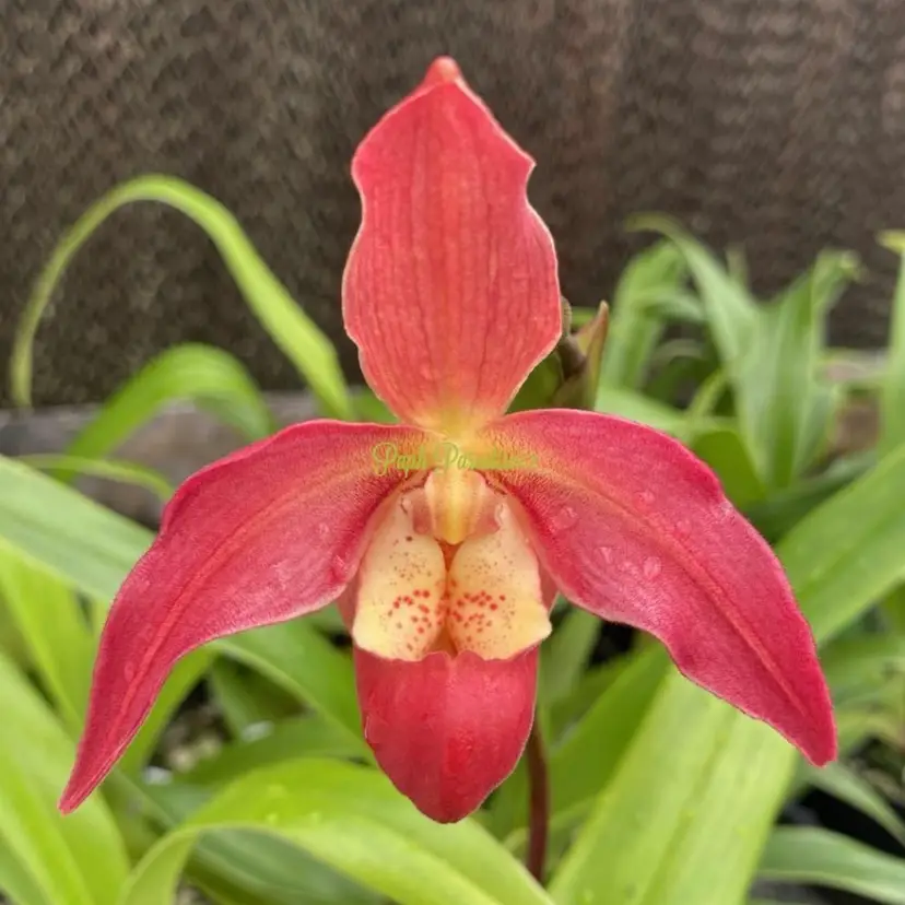 Phragmipedium Quintal’s Twilight