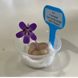 SC-1 Pinguicula moranensis (Santa Catarina Juquila) x agnata (Zimapan)