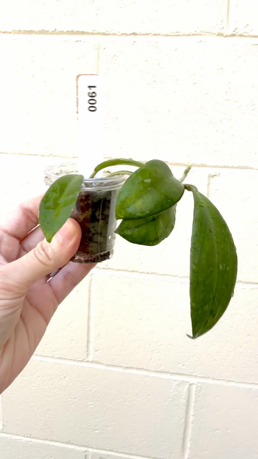 0061 Hoya RHM Michele x Unk (sister to Swiffer’s glow)