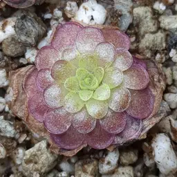 P. '''UFO''' select "Almost Black Flower"