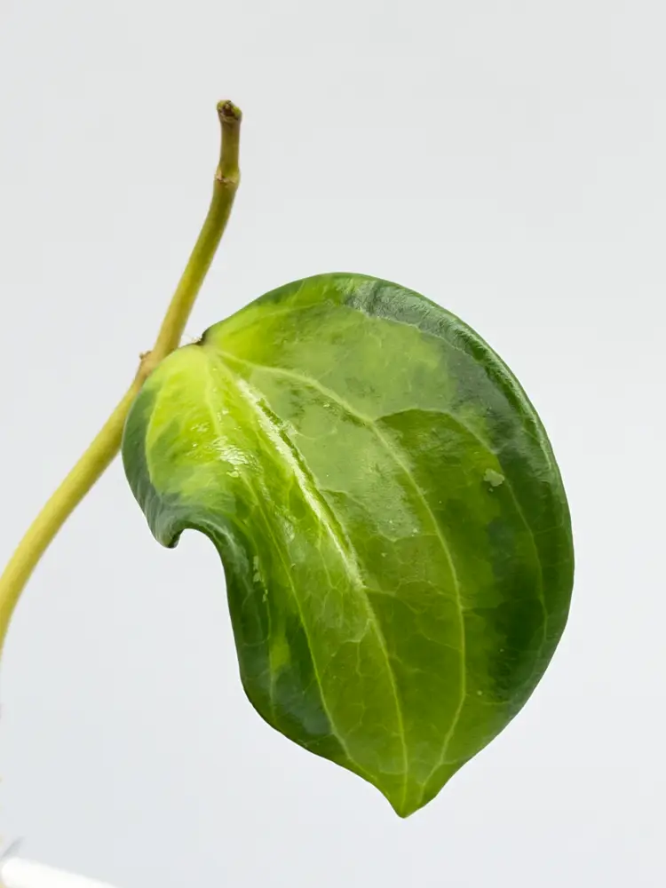 Hoya merillii inner variegated