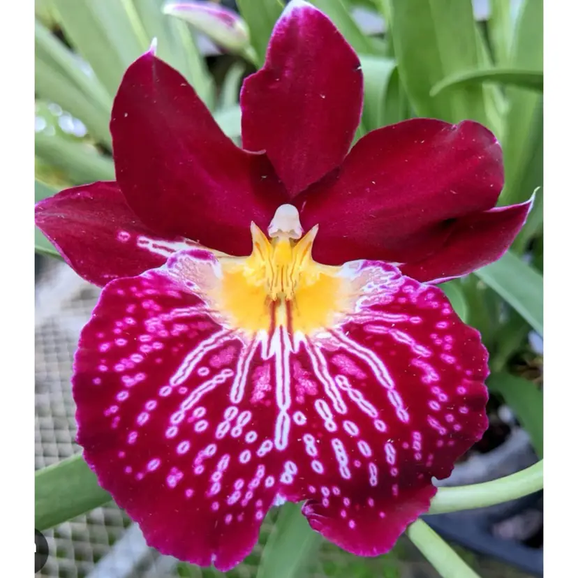 Miltoniopsis Edie Brown