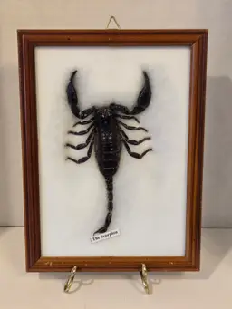 Preserved Framed Scorpion Wall Decor