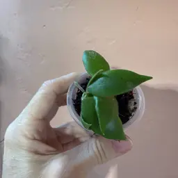 161 aeschynanthoides