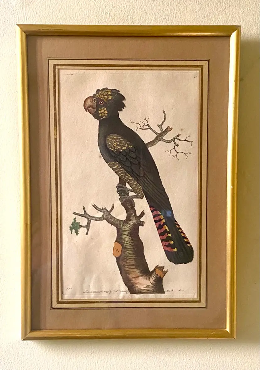 F. P. Nodder - “The  Magnificent Cockatoo” Original Hand colored Print - 1790