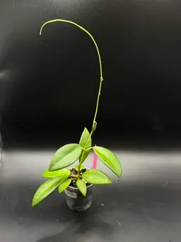 **SEEDLING** Hoya RHM2507 KZ-04 (AH Black Tiger x Unk)