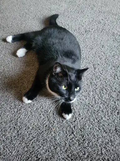 Brooches and other jewlery 