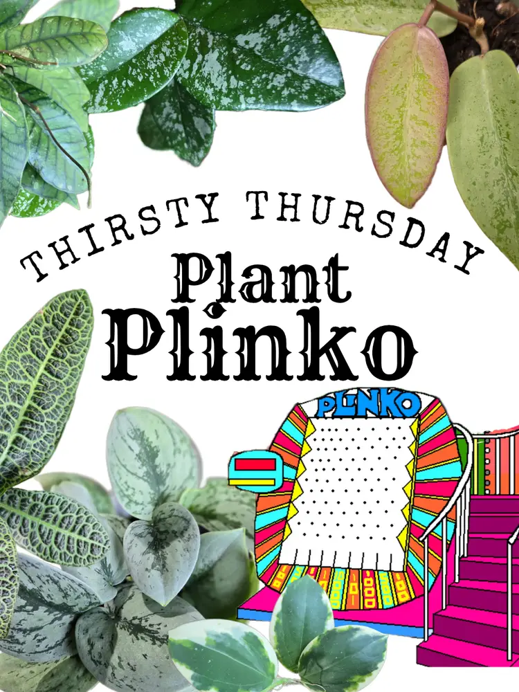 YAYA'S Plant Plinko