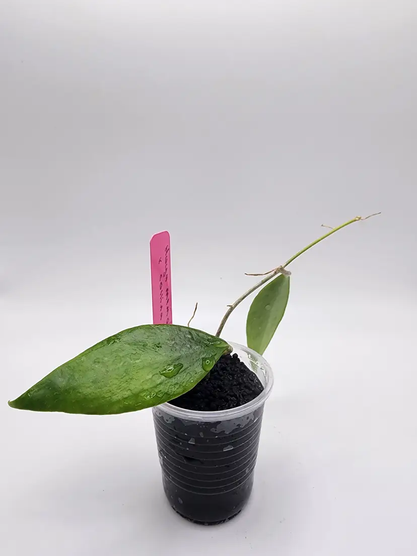 Hoya memoria x collina IR26