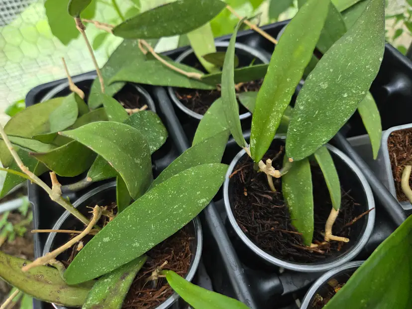 Hoya scortechinii (growers choice)
