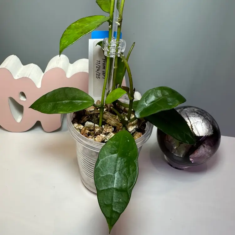 B14 Lacunosa ‘Gothic’ from UPT