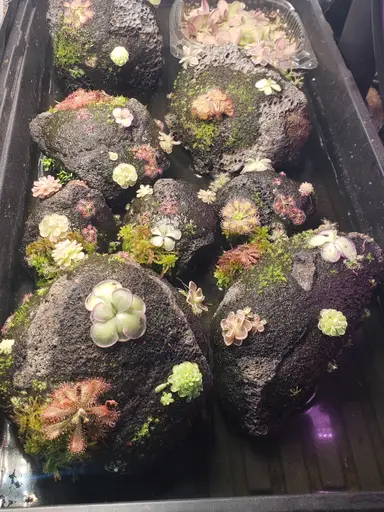 Carnivorous Plant Live, after a little break