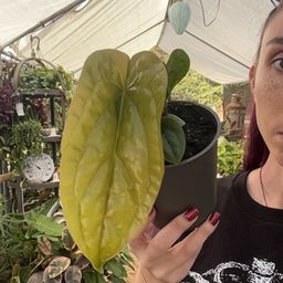 Anthurium