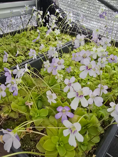 Pings and maybe flytraps and stuff