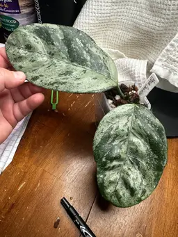 Hoya Coriacea (splash)