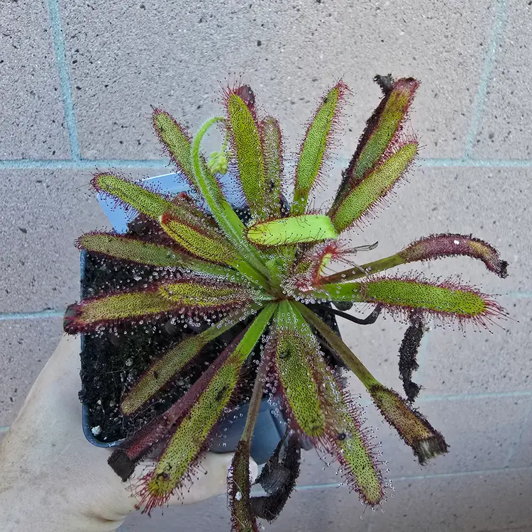 SEEDS Drosera "Hercules x self"