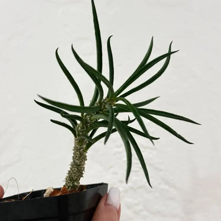 3” Euphorbia Cylindrifolia