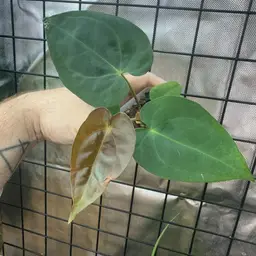 Anthurium Papillilaminum Red Stem x (Carlablackiae x Antolakii fka BVEP)