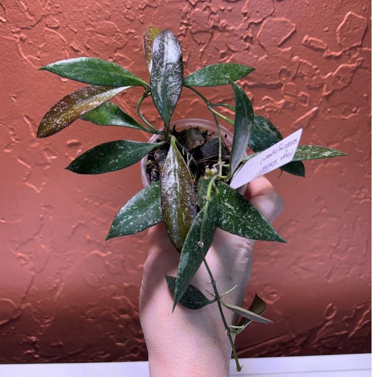 1187 Hoya ‘Rosita’ seedling (splash)