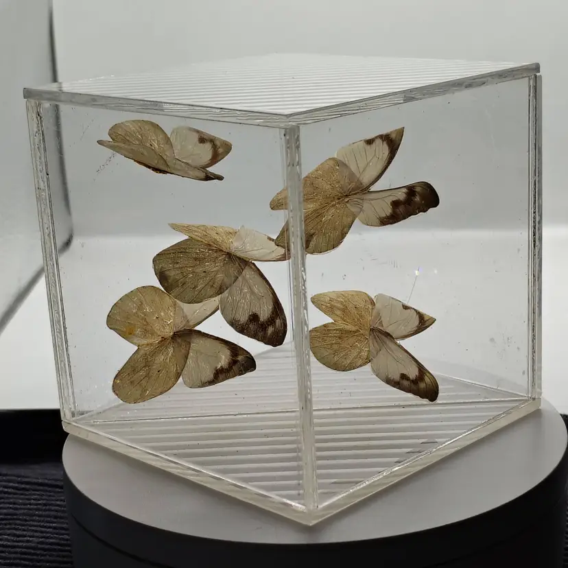 Vintage 5 FLYING BUTTERFLIES Taxidermy In Acrylic Cube Box Display 3D