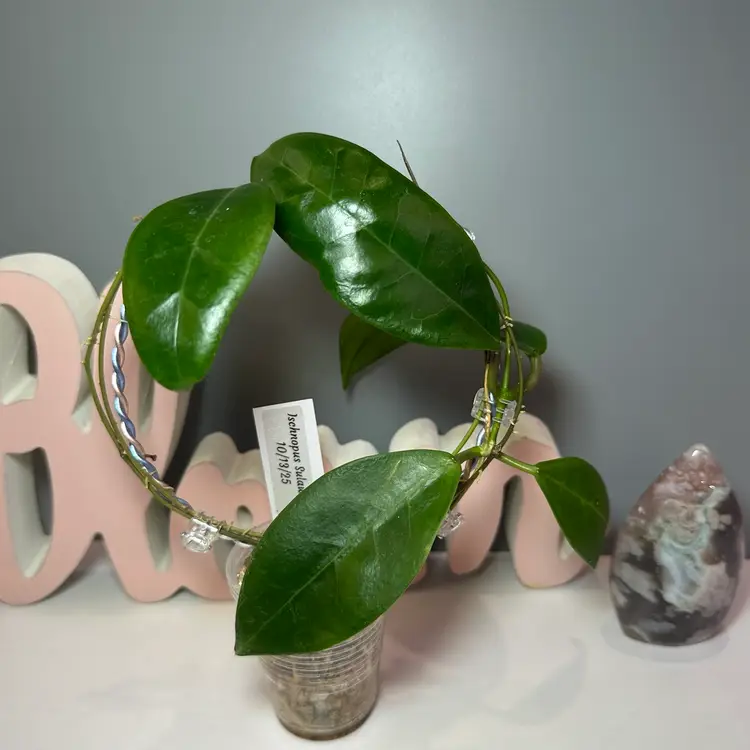 49 Ischnopus Sulawesi