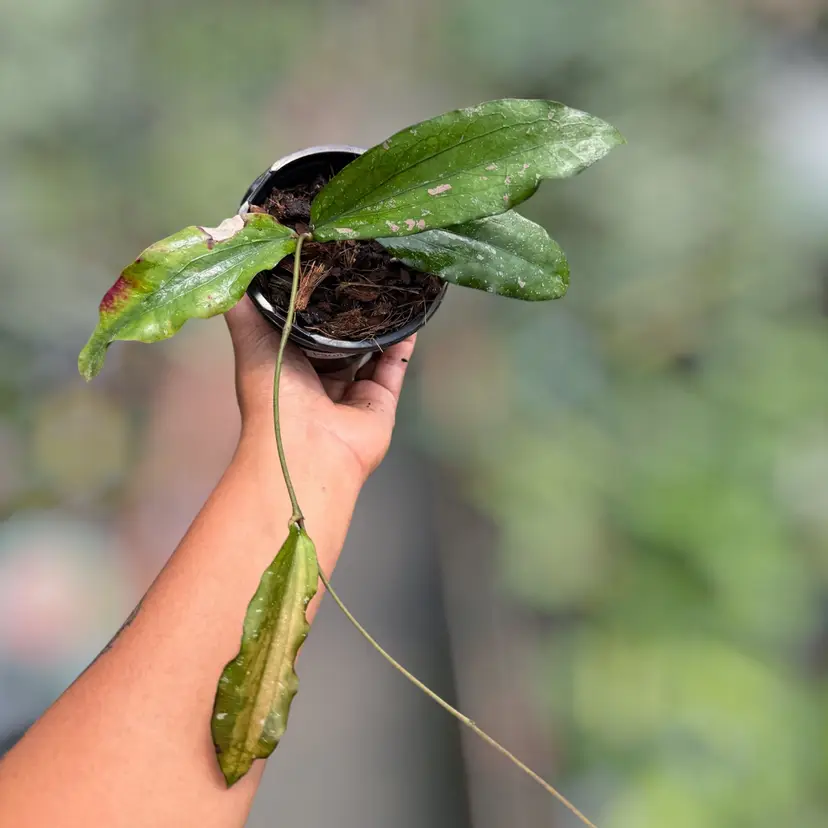 PS0821 - Hoya erythrina ‘Kedah Peak’
