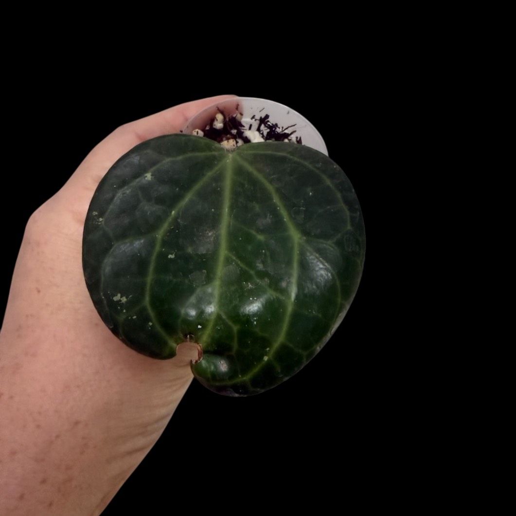 02-Hoya Latifolia Sp Sarawak Ugly Suck