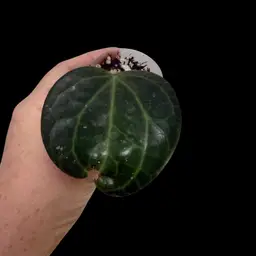 02-Hoya Latifolia Sp Sarawak Ugly Suck