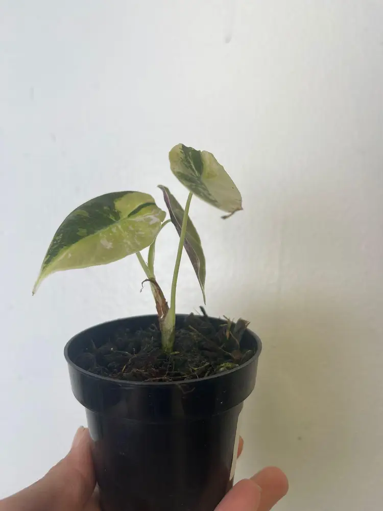 Alocasia watsoniana mint 3”