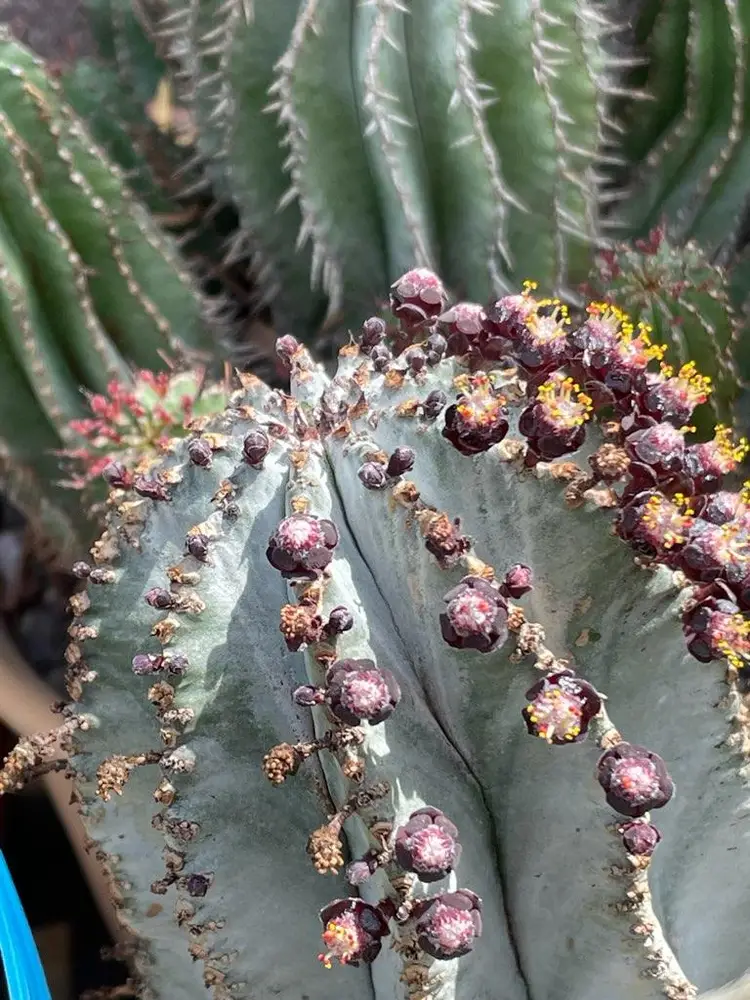 Euphorbia polygona " Snowflake"