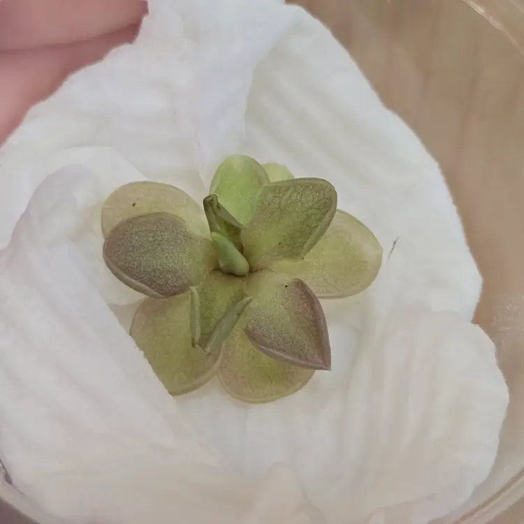 Pinguicula Tolantongo x emarginata A