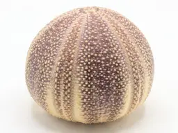 Natural Channel Large Sea Urchin Beachy Decor