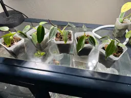 Spiritus Sancti Growers Choice