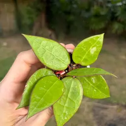 Hoya Verticillata