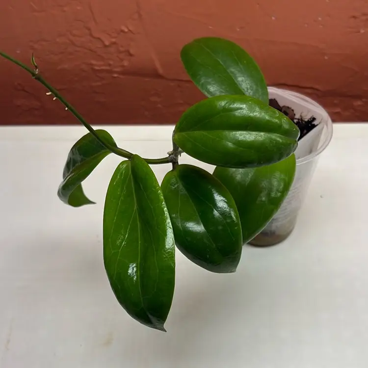 129 Hoya ‘Swiffer’s Dream’