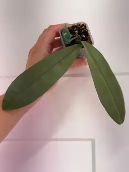 Hoya Griffithii clone 2