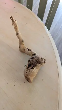 Driftwood Grapevine D3