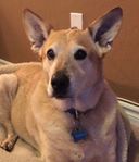snoopydoo