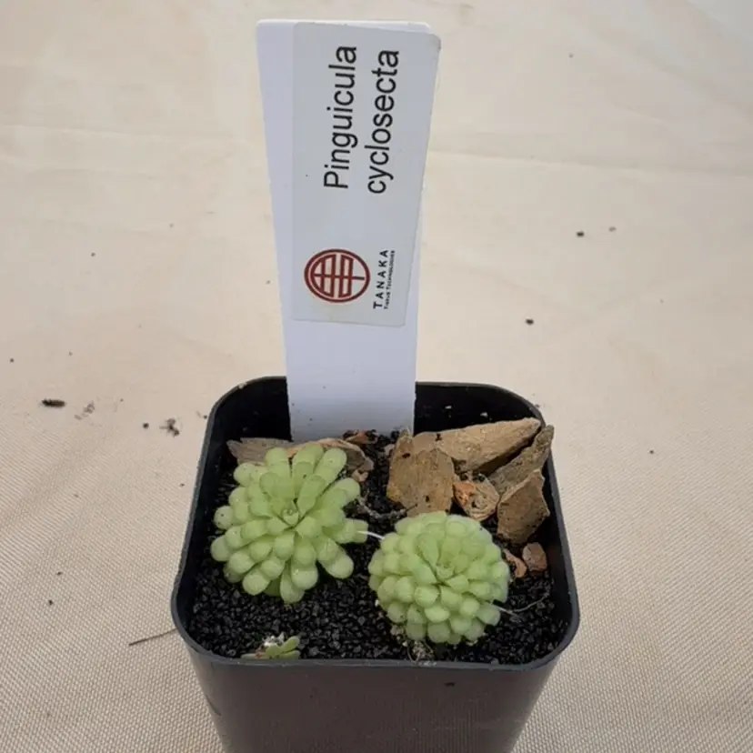 Cyclo mini scape